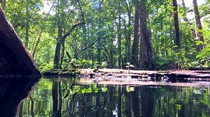 Audubon's Corkscrew Swamp Sanctuary is a leader in Southwest Florida Conservation. We need you to be a voice for plants and animals, clean water, and a safe environment. Together, we can protect wildlife and people's quality of life. | Audubon's Corkscrew Swamp Sanctuary