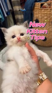 New Kitten Tips: 3 Must-Know Tricks 🐈‍⬛✨ #kittentips #catadvice #felinefriends | Floppycats
