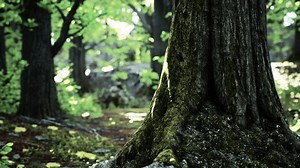 A tree with moss growing on it in a forest
