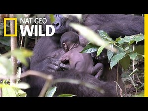 See Rare Video of Wild Gorilla Newborn Clinging to Its Mom | Nat Geo Wild
