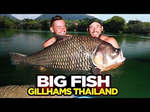 MASSIVE Siamese Carp Caught At Gillham's Fishing Resort | Thailand Fishing Vlog