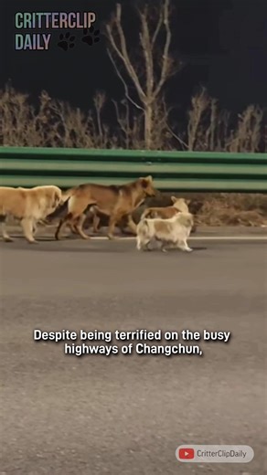 ​The Great Escape: 7 Dogs, 17 Kilometers, and One Heroic Corgi.