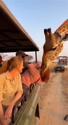 Shocking Safari Moment! Angry Giraffe Attacks Tourist Leaning Out of Vehicle