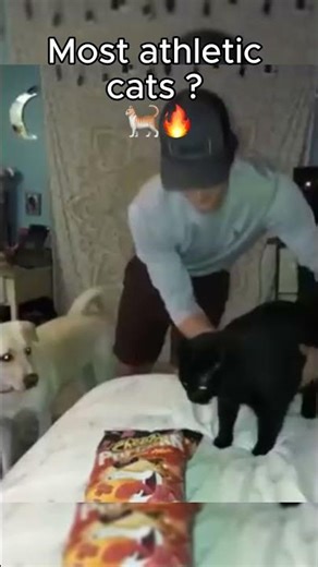 Most Athletic Cat Ever?! 😳🐱