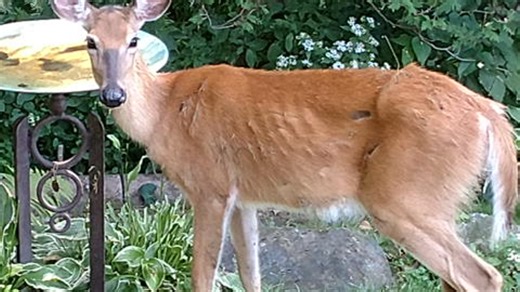 Everything you need to know about CWD as hunting season gets underway in Wisconsin