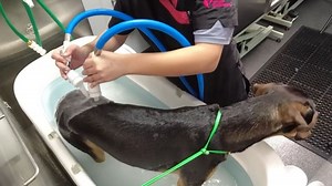 What is a microbubble? How can it help pets? Paws & Pints in Des Moines explains