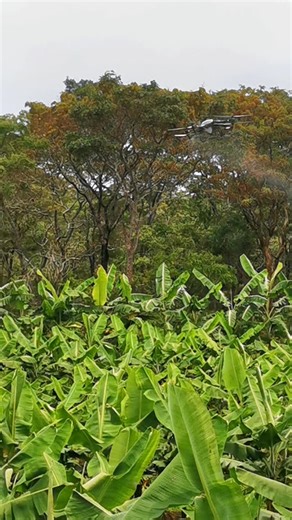 Spraying a micronutrient foliar concoction spray after some deficiencies showed up on the leaf samples sent in with soil samples last month. It was a good test too for the day when a pest or disease is spotted, we can call these guys and have a solution on in a couple of hours. #zambianfarm #zambianbeefcattle #zambianbanana 🇿🇲🐂🍌🇿🇲🍌🇿🇲🐂🍌🇿🇲🐂🍌🇿🇲🐂🍌🇿🇲👨🏻‍🌾 | Green Lid Enterprises