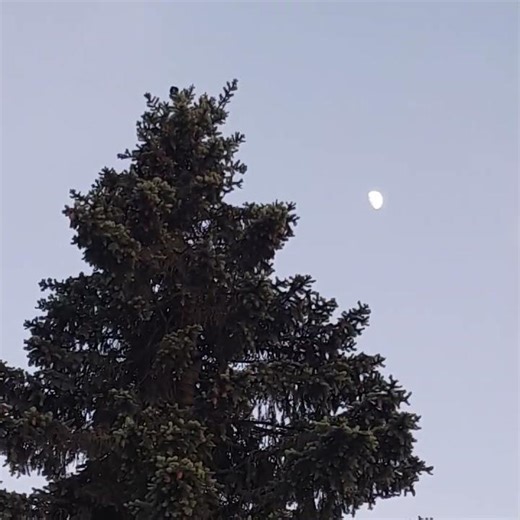 evening calm nature sounds, bird song