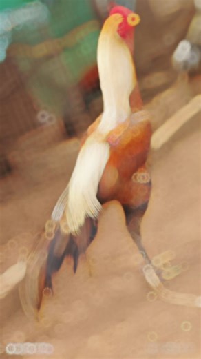 MR MURGA FARM 💫 on Instagram: "*🔥 Murga mania has taken over! 🐓* - _"Murga magic will make you cluck with joy! 😂"_ - _"I'm not lazy, I'm just on murga time! 🐓💤 #MurgaLove"_ - _"Murga so good, you'll want to flap your wings! 🌶️"_ - _"Get ready for a murga-tastic ride! 🎢"_ - _"I'm not arguing, I'm just explaining why murga is the best! 😉"_ *💡 Caption Tips* - Keep it short, silly, and sweet! - Add emojis to make it egg-stra funny! - Pair with a call-to-action: "Double tap if you're a murg