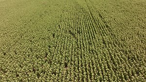 Download Drone approaches green field of sunflowers for free