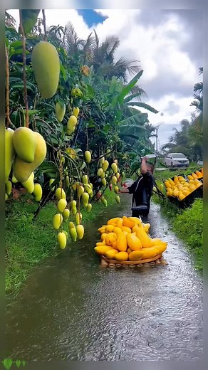 Harvesting Ripe Mangoes in a Tropical Paradise