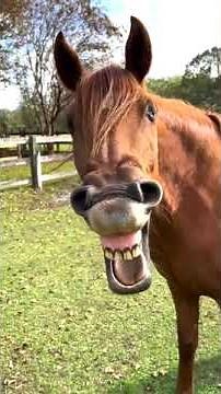 Horse Yawn!
