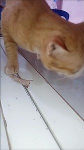 Hungry homeless cat #cat #shorts