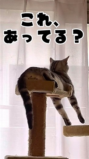キャットタワーの使い方、これで合ってる？ #猫のいる暮らし #リラックス猫 #猫の日常 #cat #shorts