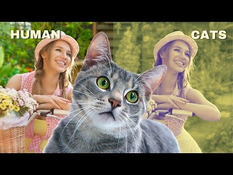 Cat Vision : How cats see the world?