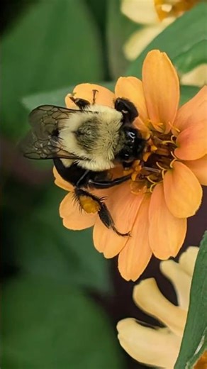 Fall pollination. Busy bumblebee