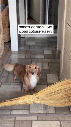 защита серьезная 😂 рулетка вб #585304964 | dog