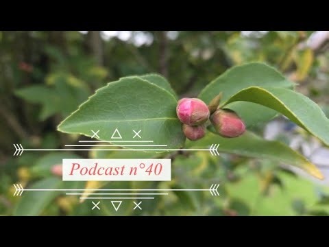 podcast n°40 Je reviens à mes premiers plaisirs