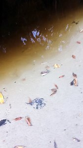 What the Croc?
