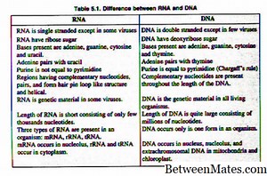DNA at RNA Virus - BIOLOGY 2026