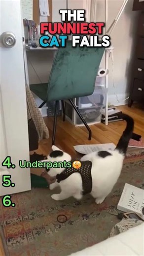 Cats who didn't expect IT / TOP 5 #funny #cat #pets #comedy #animals #lmao #cute