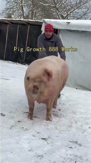 How to Raise Pigs Cheap & Grow to 175kg in 4 Months