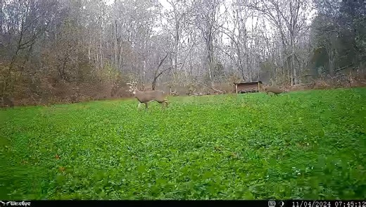 We’re trying to change the narrative…. Perennial mixes like Comeback aren’t just for spring and summer. They can make an awesome hunt plot too and will stay grew long into fall and winter. | Domain Outdoor LLC