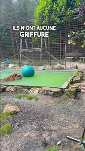 Nager avec un tigre torse nu ? C'est possible ? Qu'en pense Brigitte ? #lion #tigre #normandie #caressedetigre #bigcat | Caresse de tigre