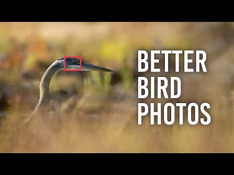 5 Tips to Improve Your Bird Photography