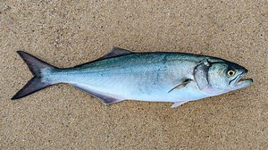 Discover The Largest Bluefish Ever Caught in Maine