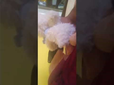 Tyreese morris mouse episode 2