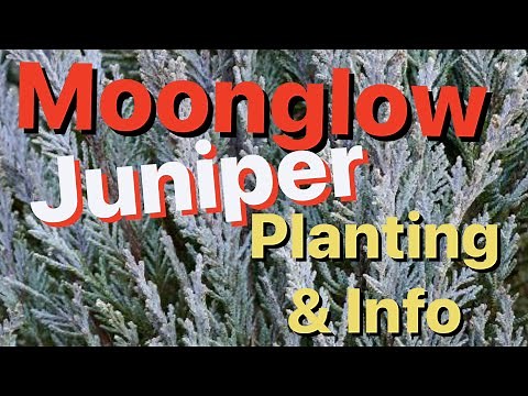 Moonglow Juniper Tree
