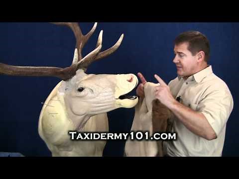 How To Taxidermy - Elk Taxidermy