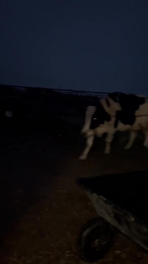 5.9K views · 24 reactions | Bessie loves her grain and being milked. Plus she was excited to get out of the rain! Haha She’s the best girl I could have asked for!殺 and when we’re done milking, she backs right out on command. I’m definitely blessed to have a nice clean and weather proof building to use as my milk parlor too!  #DairyLife #Holstein | Hunters Midnight MOO-shine | Facebook