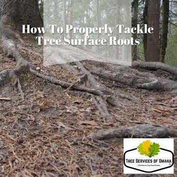 How To Properly Tackle Tree Surface Roots