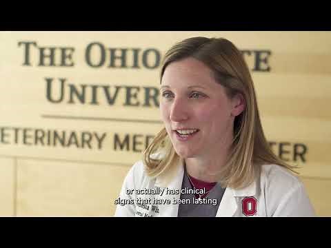 Tackling acute colitis in dogs: Diagnosis and treatment strategies