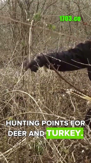 Cherokee Bows: The Art of Survival and Power