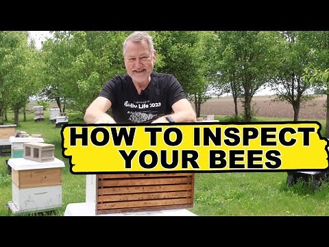 Beekeeping Hive Inspection: How To Avoid Common Mistakes