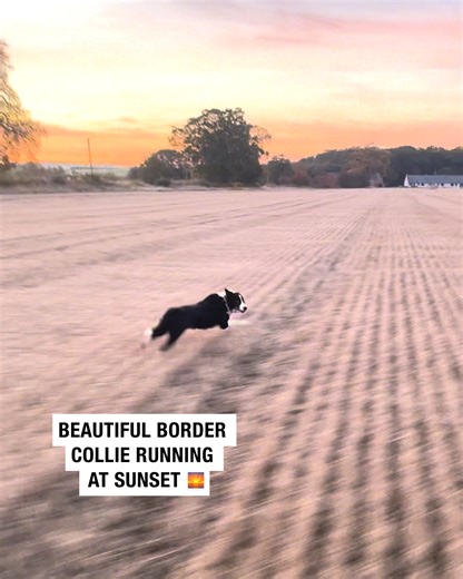 15K views · 1.8K reactions | Beautiful Border Collie running at sunset  | Sean The Sheepman | Facebook