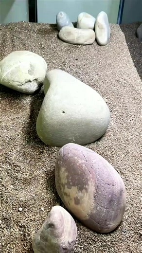 Five fit monster tank setup 😱 #fblifestyle #aquarium #aquariumhobby #fishtank #plantedaquarium | mukul sharma