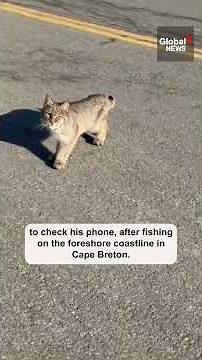 Bobcat leaps at man in Cape Breton, catching him by surprise