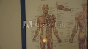 Present an exhibition showcasing a comprehensive portrayal of the human muscular system.