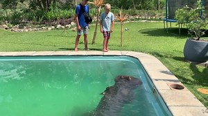 Three-Tonne Hippo Discovered In Swimming Pool Wild-ish TV