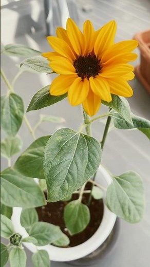 [Autumn Sunflowers] How to easily grow them from seeds