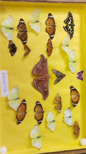 insect collection for entomology practical lab #shortvideo #collegelife