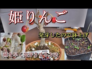 【姫りんご 発芽鉢上げ】種を早く発芽させる方法、休眠打破して発芽したので鉢上げ