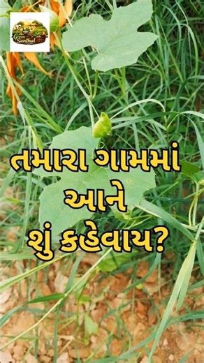 સીમમાં મળતો આ અનોખો વેલો #viral #greensanthal #nature #plants #shorts