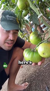 2.3M views · 65K reactions | Here’s a smarter way to harvest tomatoes!  You don’t have to wait until they’re fully vine-ripe—picking them at the breaker stage (about 50% ripe) locks in flavor while extending their shelf life. Plus, pests are far less attracted to them at this stage, meaning you’ll save more of your crop! Pro tip: Store your tomatoes upside down to keep them fresh even longer. A simple trick for a longer-lasting harvest!  | All About Gardening | Facebook