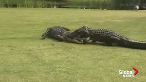 Two large alligators caught fighting on golf course in South Carolina