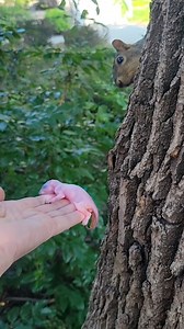 She couldn't believe when the mama squirrel finally grabbed the baby 🥰 Footage provided by ViralHog | The Dodo